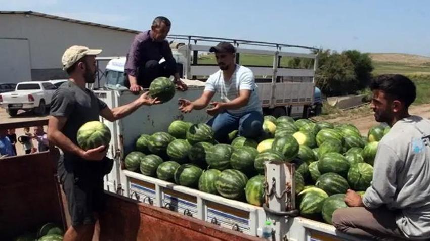 Tarlada kilosu 25 TL’den satılıyor! Kamyonlar peş peşe yola çıktı: 81 ile gönderiliyor