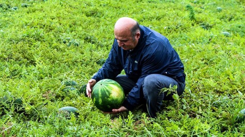 Tarlada kilosu 25 TL’den satılıyor! Kamyonlar peş peşe yola çıktı: 81 ile gönderiliyor