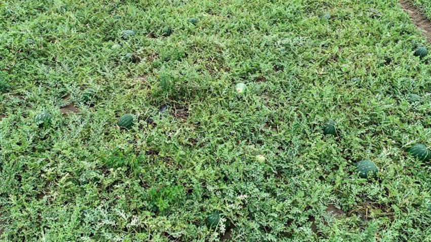Tarlada kilosu 25 TL’den satılıyor! Kamyonlar peş peşe yola çıktı: 81 ile gönderiliyor