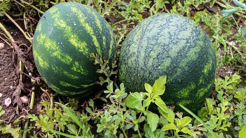 Tarlada kilosu 25 TL’den satılıyor! Kamyonlar peş peşe yola çıktı: 81 ile gönderiliyor