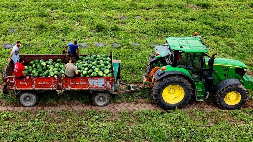 Tarlada kilosu 25 TL’den satılıyor! Kamyonlar peş peşe yola çıktı: 81 ile gönderiliyor