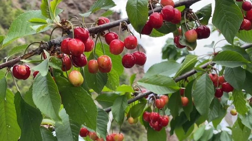 Karadeniz'de havalar ters köşe yaptı, yılın ilk hasadı başladı! Çiftçi bahçelere akın etti