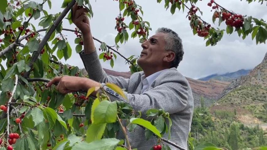 Karadeniz'de havalar ters köşe yaptı, yılın ilk hasadı başladı! Çiftçi bahçelere akın etti