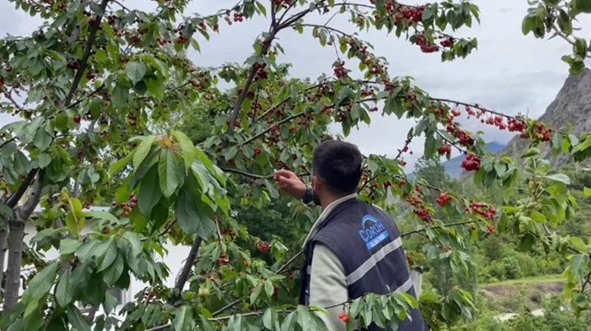 Karadeniz'de havalar ters köşe yaptı, yılın ilk hasadı başladı! Çiftçi bahçelere akın etti
