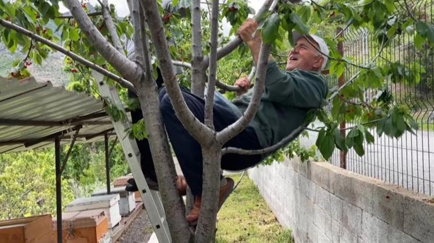 Karadeniz'de havalar ters köşe yaptı, yılın ilk hasadı başladı! Çiftçi bahçelere akın etti