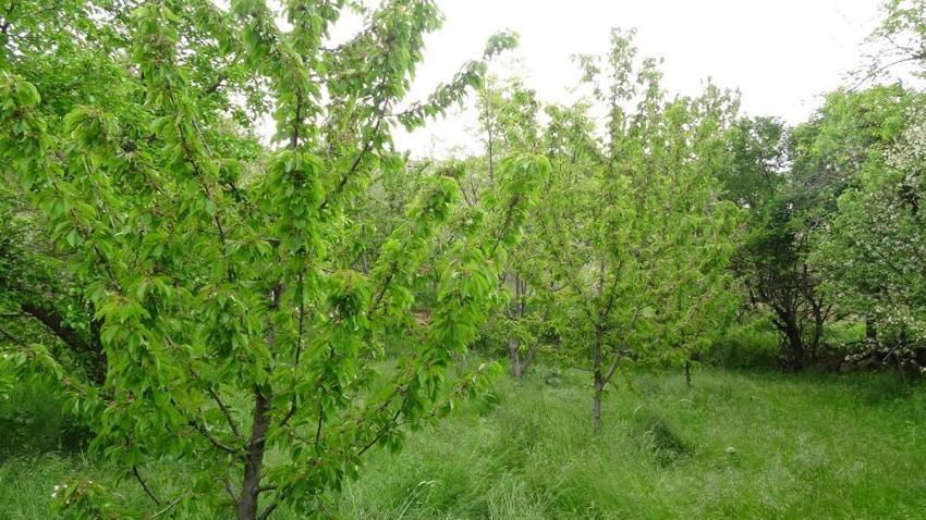 Geçen sene ağaçlar kurumuştu, şimdi dalları taşımıyor! Malatya'da bu yıl o meyvelerde Rekor bekleniyor