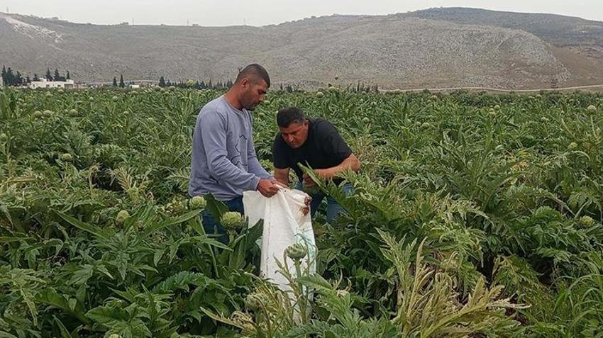 İlçede tek bir tane bile yoktu! Hayatında ilk kez Kıbrıs'ta yedi, memleketine dönüp tarım devrimi yaptı! Şimdi sipariş yetiştiremiyor, fidan başına 12 ürün veriyor
