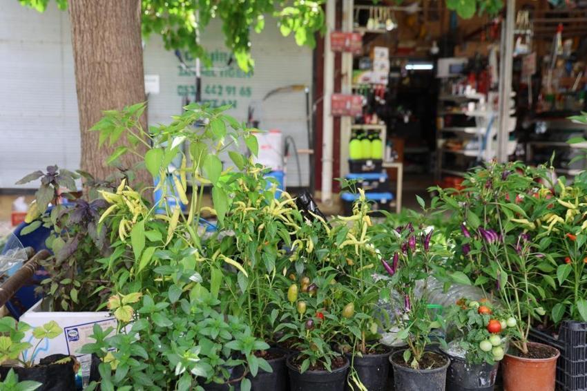 Adana'da tanesi 10 TL'den satılıyor, kapış kapış gidiyor! En çok o 3 çeşit tercih ediliyor