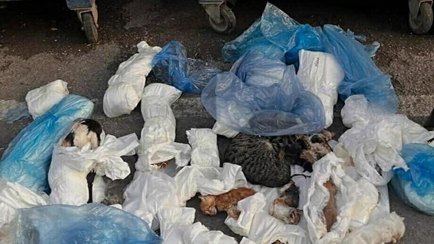 İzmir'de kan donduran vahşet! Buca'da çöp poşetleri içinde 33 ölü kedi bulundu