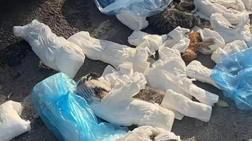 İzmir'de kan donduran vahşet! Buca'da çöp poşetleri içinde 33 ölü kedi bulundu