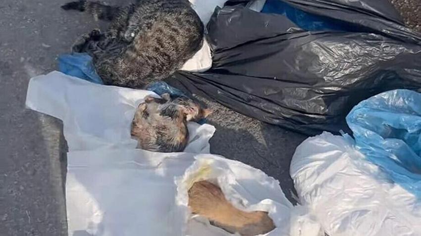 İzmir'de kan donduran vahşet! Buca'da çöp poşetleri içinde 33 ölü kedi bulundu