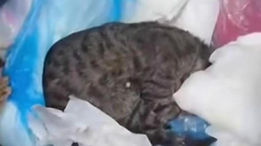 İzmir'de kan donduran vahşet! Buca'da çöp poşetleri içinde 33 ölü kedi bulundu