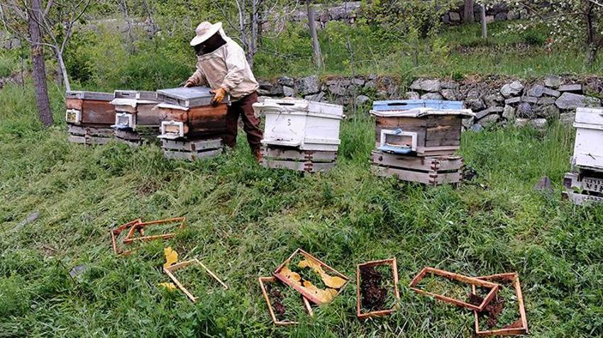Erzincan'da 52 yaşındaki çiftçinin tüm geçim kaynağı bir gecede yok oldu: Ayılar kovanları parçaladı