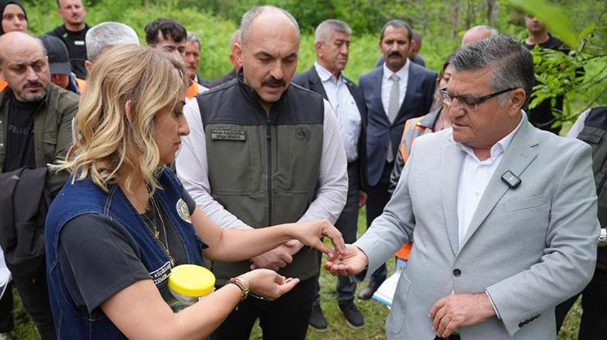 Sinop'ta ormanlara salındılar! Tam 2 bin 500 tanesi birden göreve başladı: Yıl sonuna kadar 8 bin tane daha geliyor
