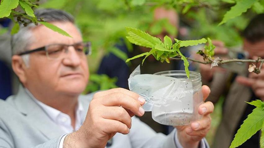 Sinop'ta ormanlara salındılar! Tam 2 bin 500 tanesi birden göreve başladı: Yıl sonuna kadar 8 bin tane daha geliyor