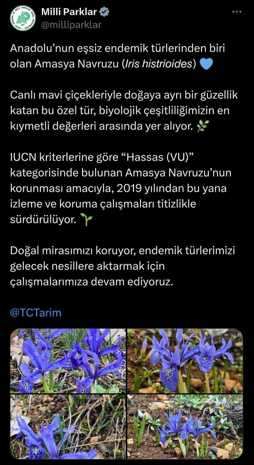 Endemik ve özel bir tür olan Amasya Navruzu’nun fotoğrafları ‘en kıymetli değerleri arasında’ notuyla paylaşıldı