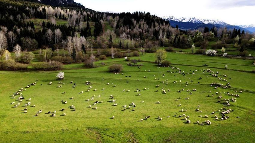 Kartpostallık manzara! Artvin Şavşat’ın saklı cenneti Balık Gölü'nde yeşilin her tonu aynı karede