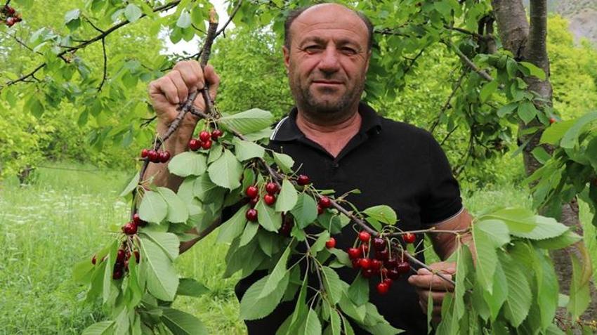 Dalından koparan tek bir kuruş ödemiyor! Yılda bir kez oluyor, duyanlar akın etti