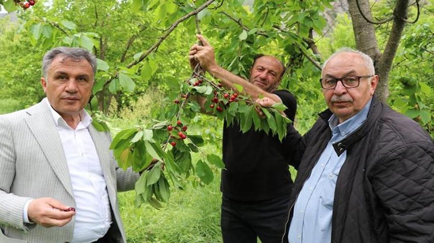 Dalından koparan tek bir kuruş ödemiyor! Yılda bir kez oluyor, duyanlar akın etti