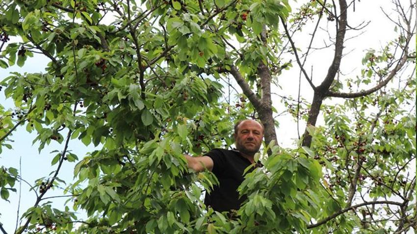 Dalından koparan tek bir kuruş ödemiyor! Yılda bir kez oluyor, duyanlar akın etti