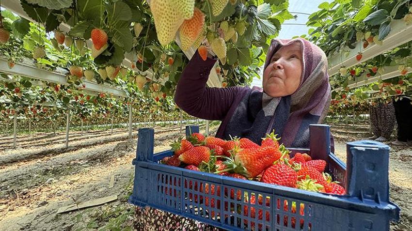 Toprak yok, tarlada değil bilgisayarla yetişiyor! 21 yaşındaki genç amcasının mesleğini yapay zekayla dünya pazarına taşıdı: 6,5 dönümden 60 ton ürün aldı