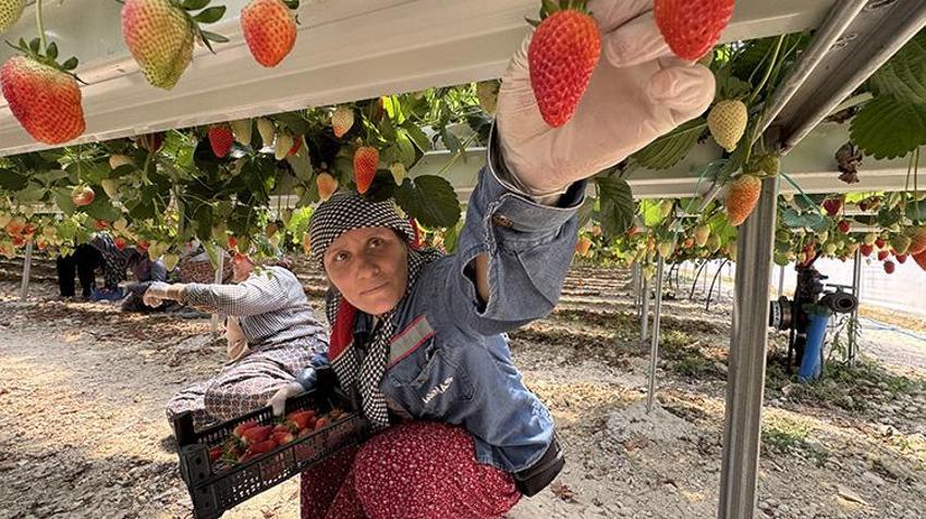 Toprak yok, tarlada değil bilgisayarla yetişiyor! 21 yaşındaki genç amcasının mesleğini yapay zekayla dünya pazarına taşıdı: 6,5 dönümden 60 ton ürün aldı