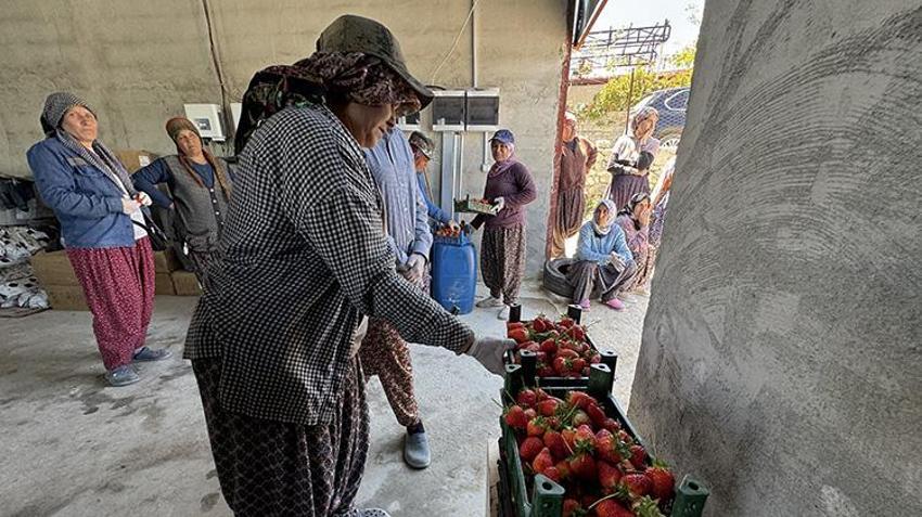 Toprak yok, tarlada değil bilgisayarla yetişiyor! 21 yaşındaki genç amcasının mesleğini yapay zekayla dünya pazarına taşıdı: 6,5 dönümden 60 ton ürün aldı
