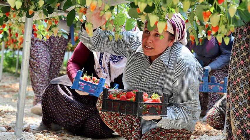 Toprak yok, tarlada değil bilgisayarla yetişiyor! 21 yaşındaki genç amcasının mesleğini yapay zekayla dünya pazarına taşıdı: 6,5 dönümden 60 ton ürün aldı
