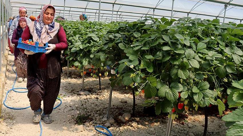 Toprak yok, tarlada değil bilgisayarla yetişiyor! 21 yaşındaki genç amcasının mesleğini yapay zekayla dünya pazarına taşıdı: 6,5 dönümden 60 ton ürün aldı