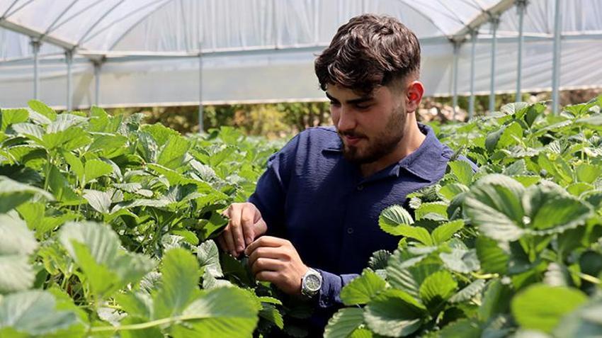 Toprak yok, tarlada değil bilgisayarla yetişiyor! 21 yaşındaki genç amcasının mesleğini yapay zekayla dünya pazarına taşıdı: 6,5 dönümden 60 ton ürün aldı