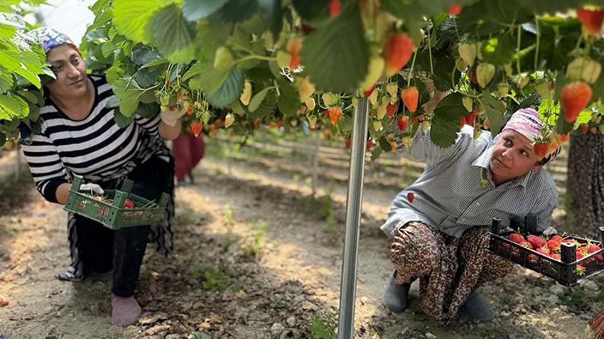 Toprak yok, tarlada değil bilgisayarla yetişiyor! 21 yaşındaki genç amcasının mesleğini yapay zekayla dünya pazarına taşıdı: 6,5 dönümden 60 ton ürün aldı