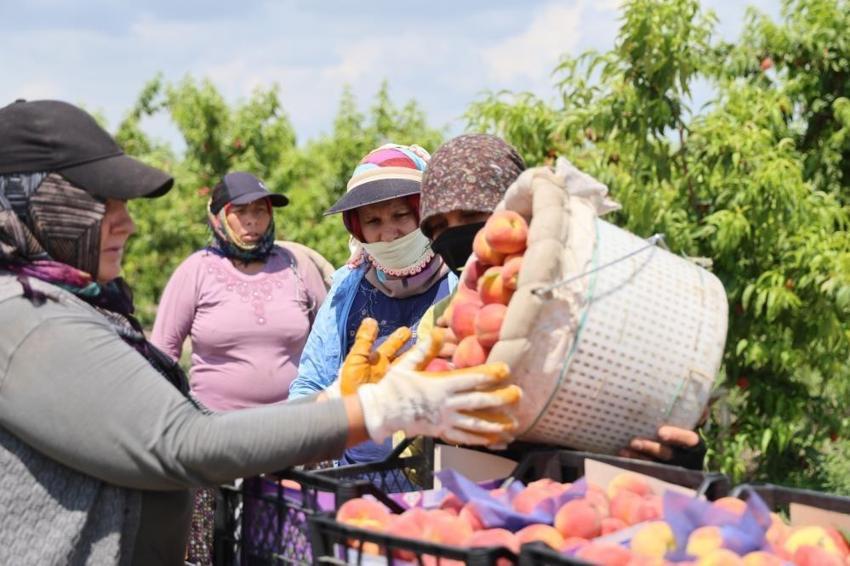 Adana'da bir de şeftali hasadı var: Kilo fiyatı şaşırtıyor