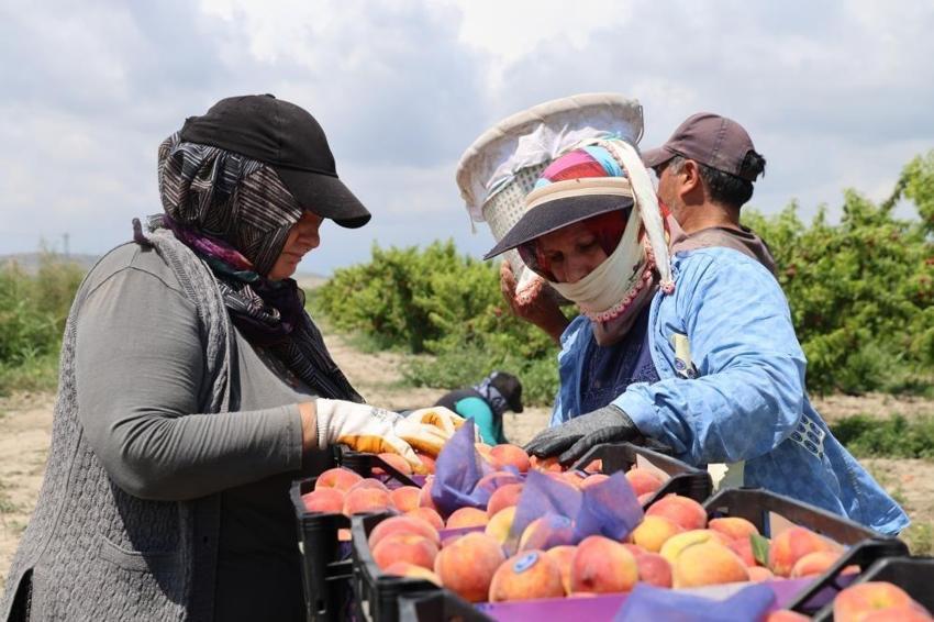 Adana'da bir de şeftali hasadı var: Kilo fiyatı şaşırtıyor