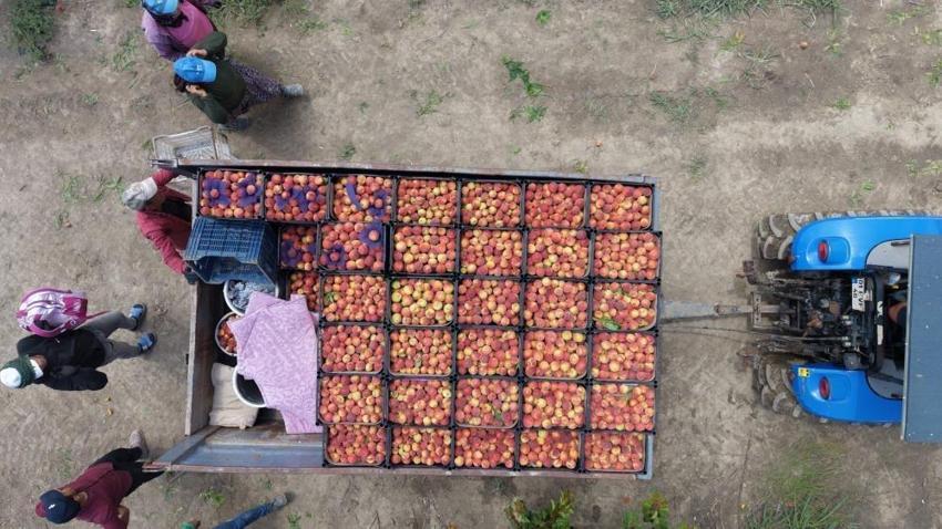 Adana'da bir de şeftali hasadı var: Kilo fiyatı şaşırtıyor
