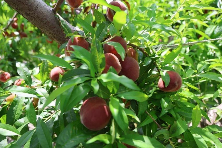 Adana'da bir de şeftali hasadı var: Kilo fiyatı şaşırtıyor