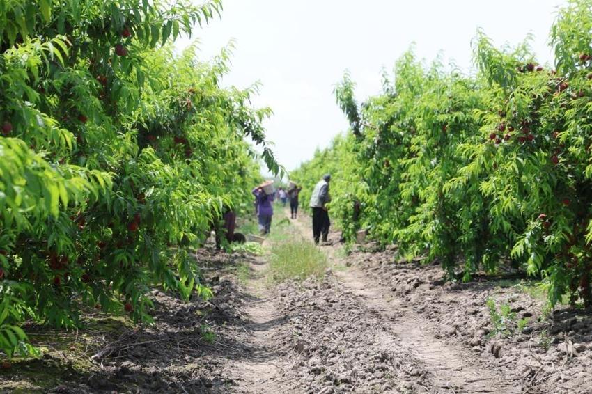Adana'da bir de şeftali hasadı var: Kilo fiyatı şaşırtıyor