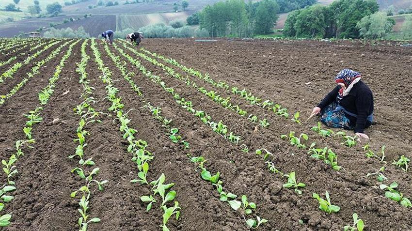 Teslim eden parasını peşin alıyor! Kilosu 400 TL’ye yükseldi: Bir eken bir daha vazgeçmiyor
