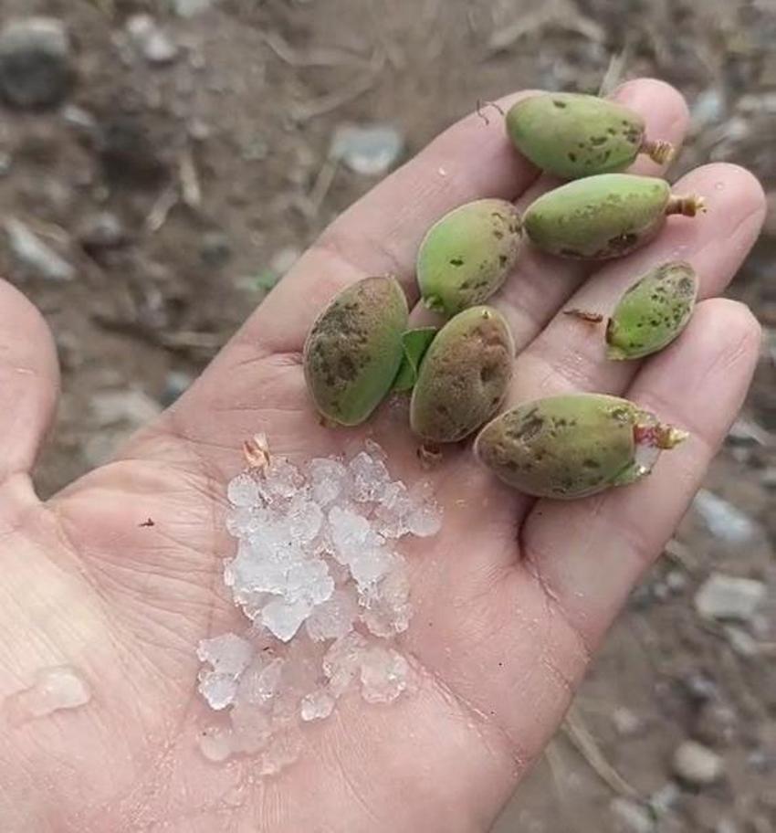 Malatya'da üreticinin korktuğu başına geldi! Dolu yağışı kayısıyı vurdu