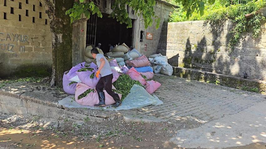 Rize çay bahçelerinde hasat işlemi başladı! ÇAYKUR sezonun ilk 3 gününde 5 bin 600 ton çay aldı