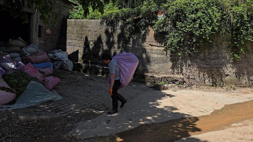 Rize çay bahçelerinde hasat işlemi başladı! ÇAYKUR sezonun ilk 3 gününde 5 bin 600 ton çay aldı
