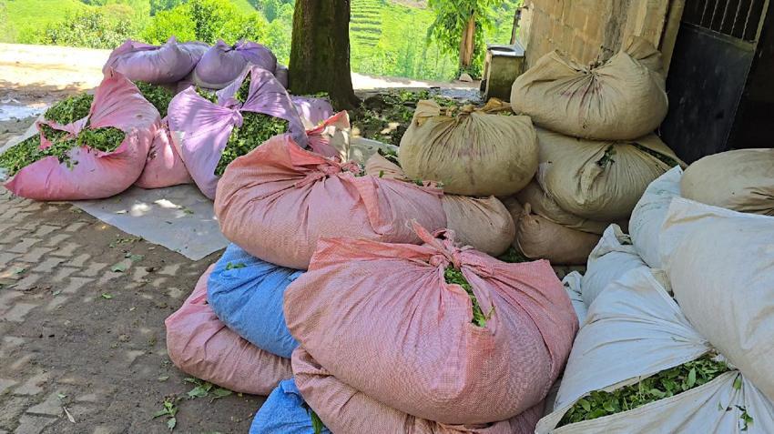Rize çay bahçelerinde hasat işlemi başladı! ÇAYKUR sezonun ilk 3 gününde 5 bin 600 ton çay aldı