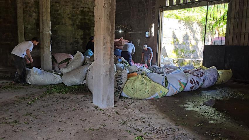 Rize çay bahçelerinde hasat işlemi başladı! ÇAYKUR sezonun ilk 3 gününde 5 bin 600 ton çay aldı