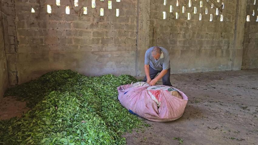 Rize çay bahçelerinde hasat işlemi başladı! ÇAYKUR sezonun ilk 3 gününde 5 bin 600 ton çay aldı
