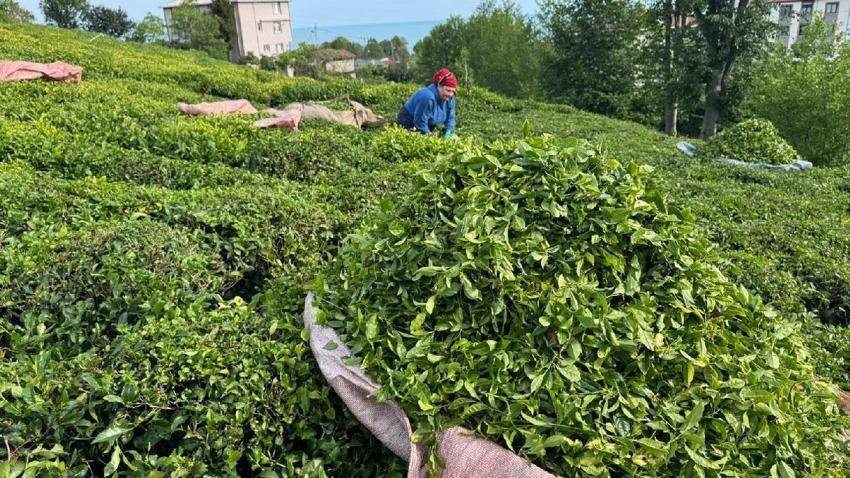 Rize çay bahçelerinde hasat işlemi başladı! ÇAYKUR sezonun ilk 3 gününde 5 bin 600 ton çay aldı