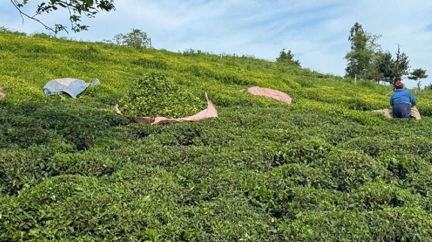 Rize çay bahçelerinde hasat işlemi başladı! ÇAYKUR sezonun ilk 3 gününde 5 bin 600 ton çay aldı