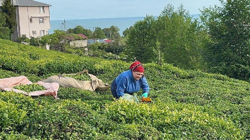 Rize çay bahçelerinde hasat işlemi başladı! ÇAYKUR sezonun ilk 3 gününde 5 bin 600 ton çay aldı
