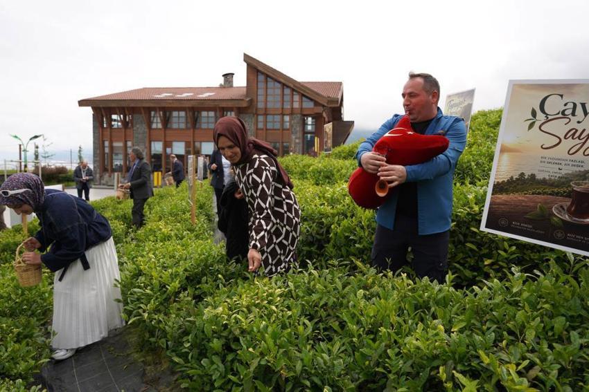 Rize çay bahçelerinde hasat işlemi başladı! ÇAYKUR sezonun ilk 3 gününde 5 bin 600 ton çay aldı
