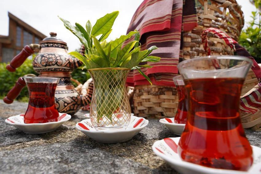 Rize çay bahçelerinde hasat işlemi başladı! ÇAYKUR sezonun ilk 3 gününde 5 bin 600 ton çay aldı