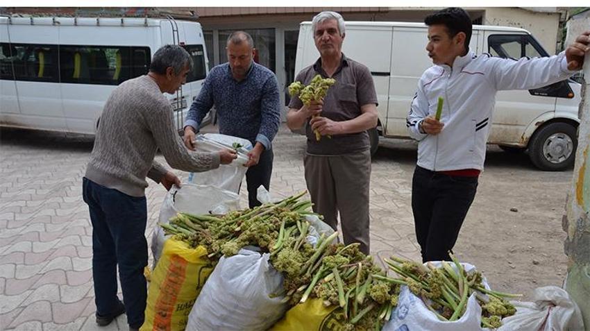Yaylalardan bedavaya toplayıp, kilosunu 200 liradan satıyorlar! Tam bir şifa deposu
