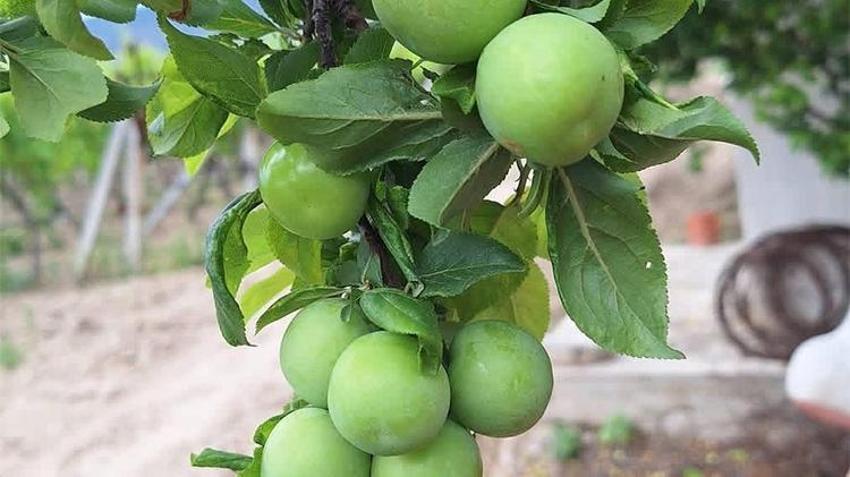Öyle bir bereket geldi ki... Ne pazara sığıyor ne tezgâha! Manisalı üreticinin yüzü gülüyor